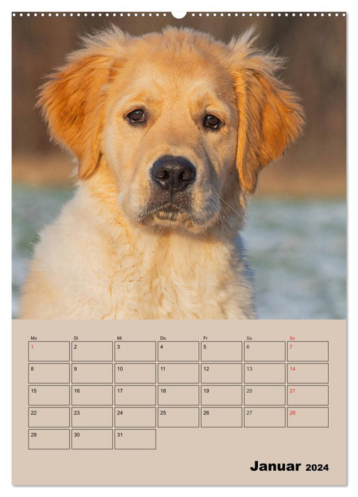 Jahresplaner Golden Retriever Welpen (CALVENDO Wandkalender 2024)