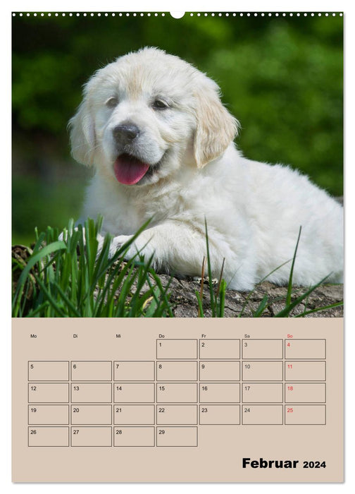 Jahresplaner Golden Retriever Welpen (CALVENDO Wandkalender 2024)