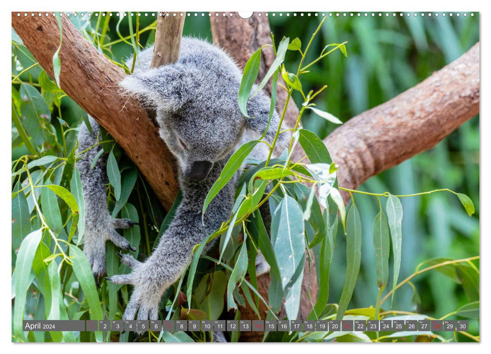 Australie - métropoles • outback • forêt tropicale • koalas (calendrier mural CALVENDO 2024) 