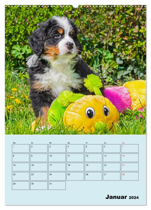 Familienplaner Berner Sennenhund Welpen (CALVENDO Wandkalender 2024)