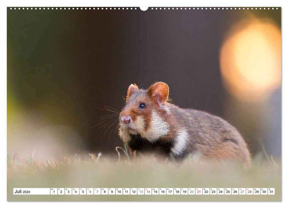 Hearty field hamsters - colorful rodents in an urban habitat (CALVENDO Premium Wall Calendar 2024) 
