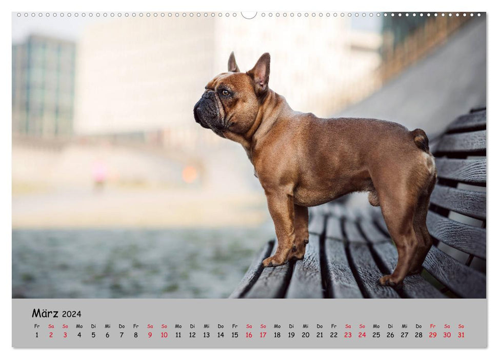 Französische Bulldogge - Clowns auf vier Pfoten (CALVENDO Premium Wandkalender 2024)