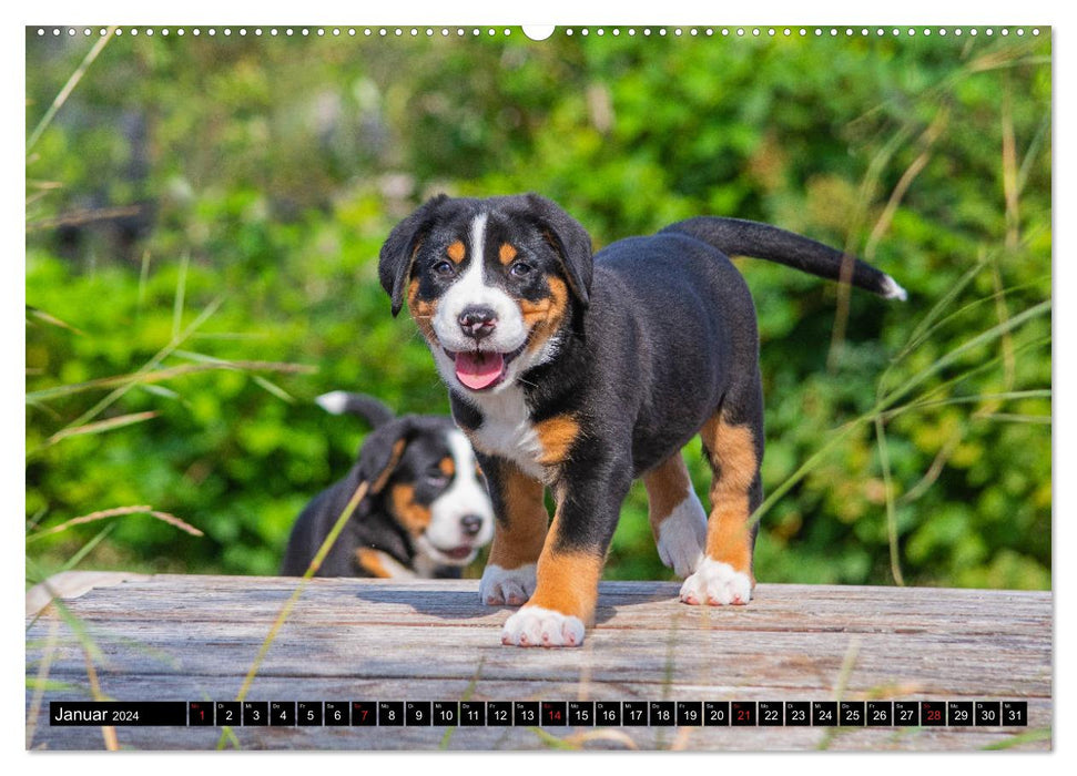Ein Hund zum Verlieben - Großer Schweizer Sennenhund (CALVENDO Wandkalender 2024)