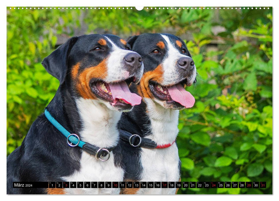 Ein Hund zum Verlieben - Großer Schweizer Sennenhund (CALVENDO Wandkalender 2024)