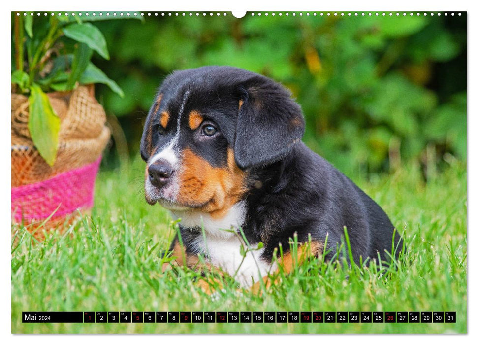 Ein Hund zum Verlieben - Großer Schweizer Sennenhund (CALVENDO Wandkalender 2024)