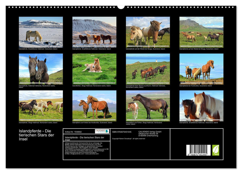 Chevaux islandais - les animaux stars de l'île (Calvendo Premium Wall Calendar 2024) 