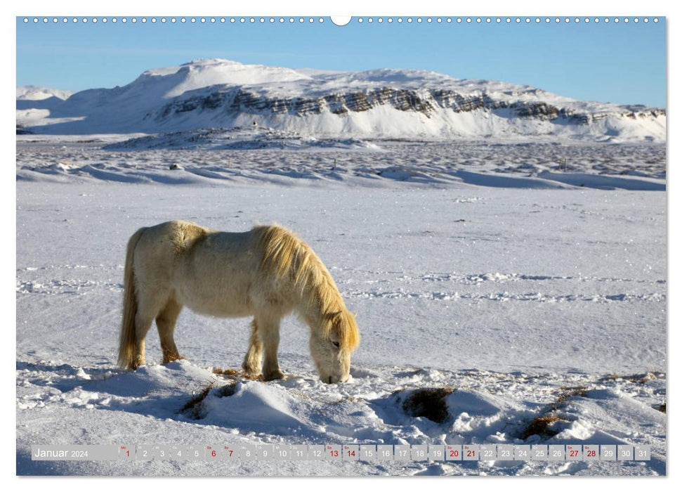 Chevaux islandais - les animaux stars de l'île (Calvendo Premium Wall Calendar 2024) 