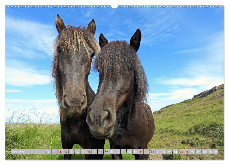 Icelandic horses - the animal stars of the island (CALVENDO Premium Wall Calendar 2024) 