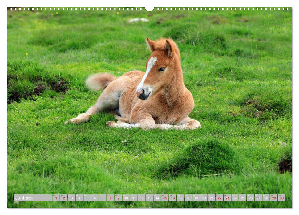 Chevaux islandais - les animaux stars de l'île (Calvendo Premium Wall Calendar 2024) 