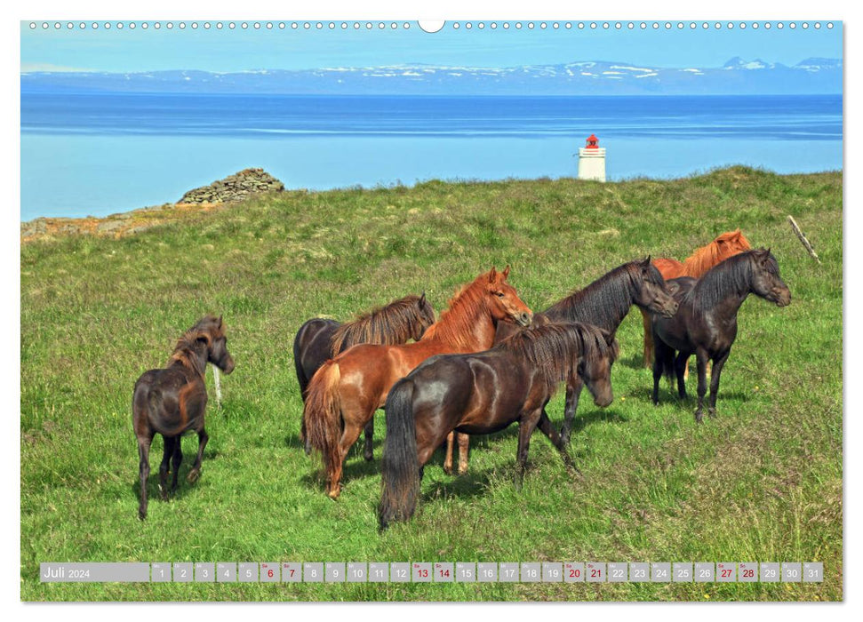 Icelandic horses - the animal stars of the island (CALVENDO Premium Wall Calendar 2024) 