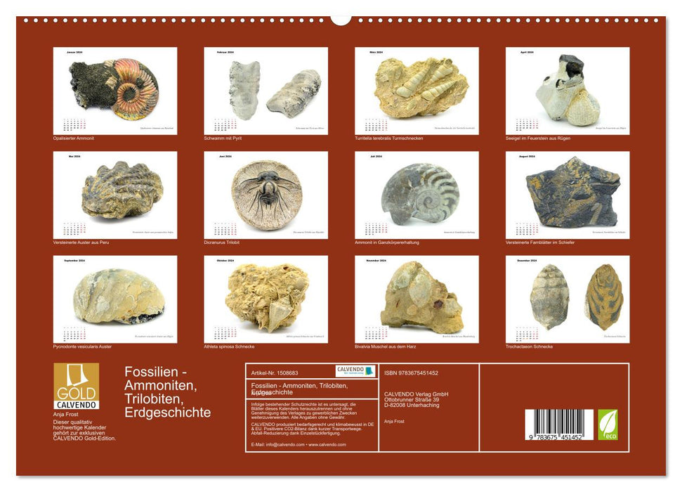 Fossiles – Ammonites, Trilobites, Histoire de la Terre (Calendrier mural CALVENDO Premium 2024) 