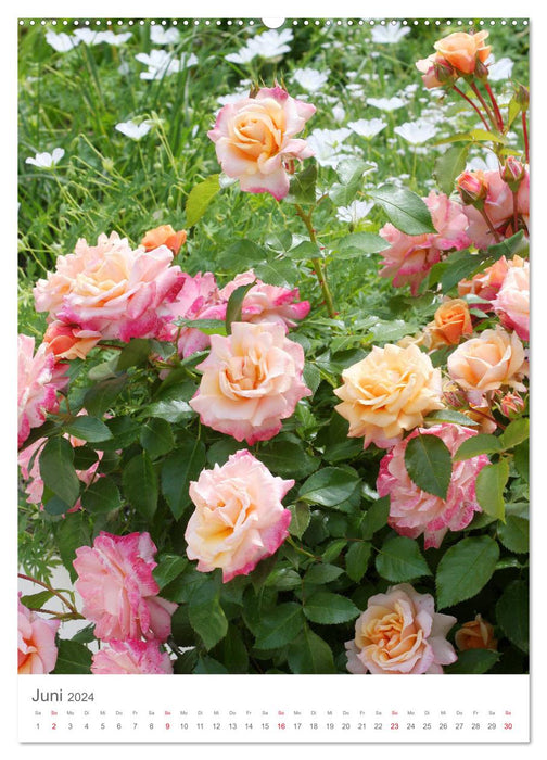 Happy with roses (CALVENDO wall calendar 2024) 