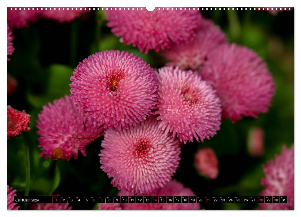 Kleine Blumen ganz groß (CALVENDO Wandkalender 2024)