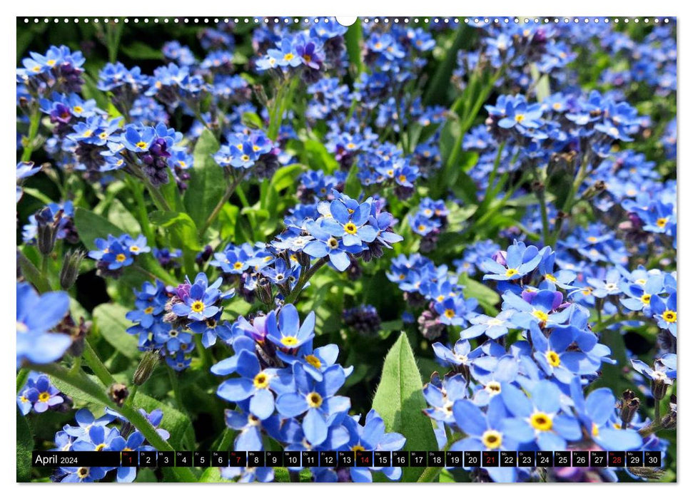 Kleine Blumen ganz groß (CALVENDO Wandkalender 2024)