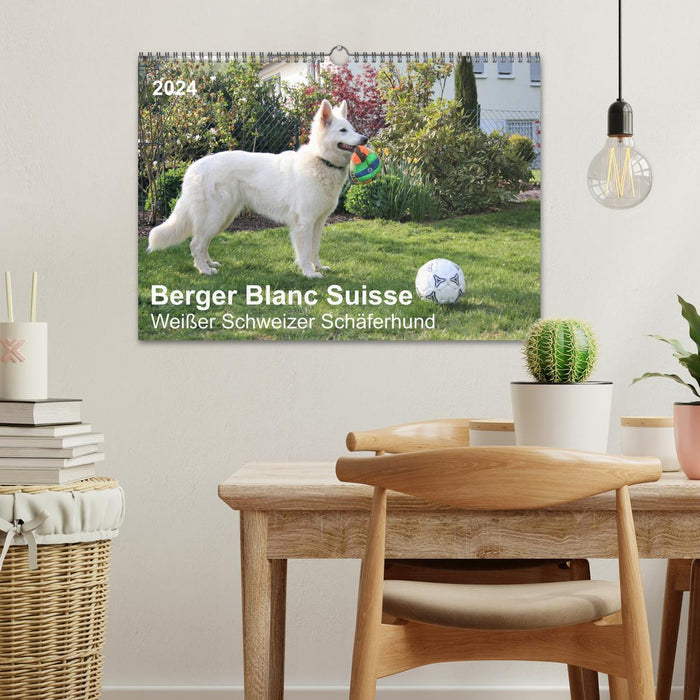 Berger Blanc Suisse - White Swiss Shepherd Dog (CALVENDO Wall Calendar 2024) 