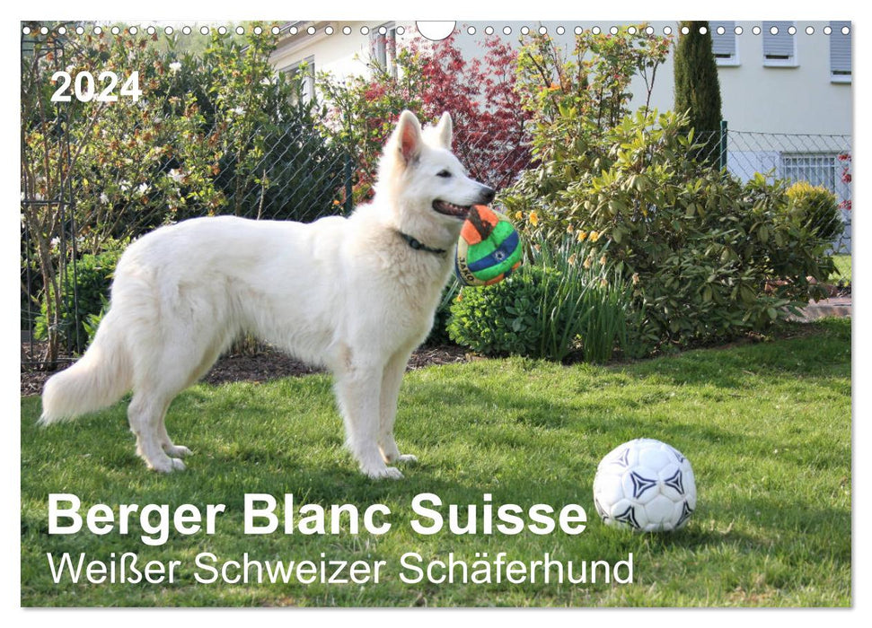 Berger Blanc Suisse - White Swiss Shepherd Dog (CALVENDO Wall Calendar 2024) 