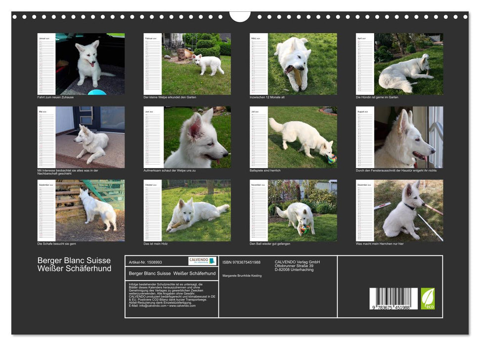 Berger Blanc Suisse - White Swiss Shepherd Dog (CALVENDO Wall Calendar 2024) 