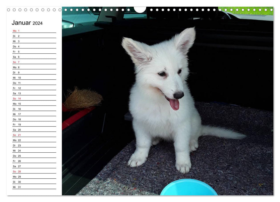 Berger Blanc Suisse - Weißer Schweizer Schäferhund (CALVENDO Wandkalender 2024)