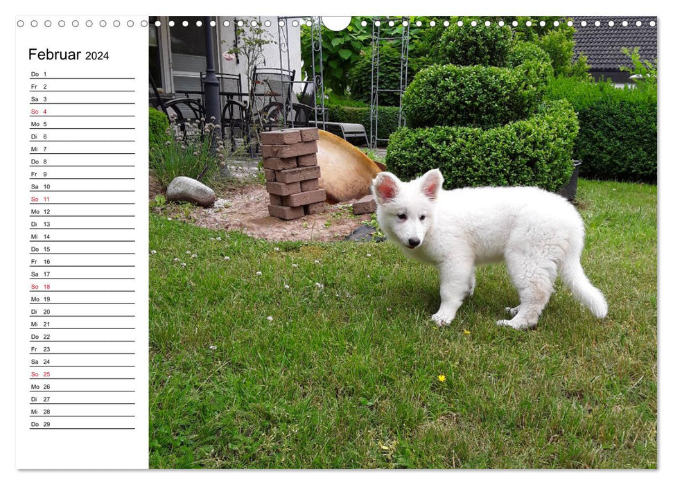 Berger Blanc Suisse - White Swiss Shepherd Dog (CALVENDO Wall Calendar 2024) 