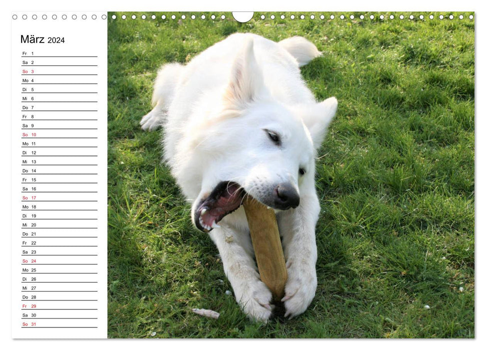 Berger Blanc Suisse - White Swiss Shepherd Dog (CALVENDO Wall Calendar 2024) 