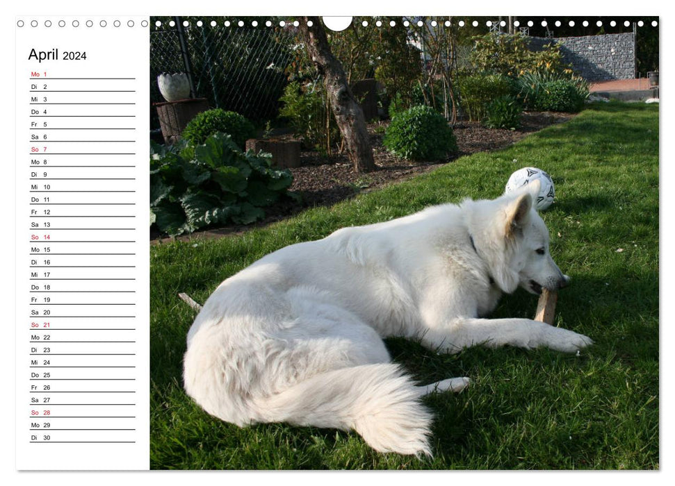 Berger Blanc Suisse - White Swiss Shepherd Dog (CALVENDO Wall Calendar 2024) 