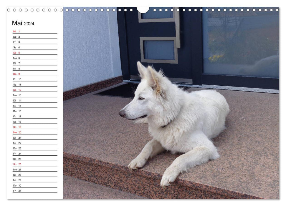 Berger Blanc Suisse - White Swiss Shepherd Dog (CALVENDO Wall Calendar 2024) 