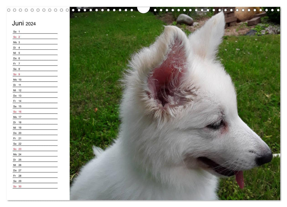 Berger Blanc Suisse - White Swiss Shepherd Dog (CALVENDO Wall Calendar 2024) 