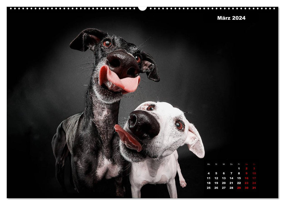 The voice of the greyhounds (CALVENDO wall calendar 2024) 