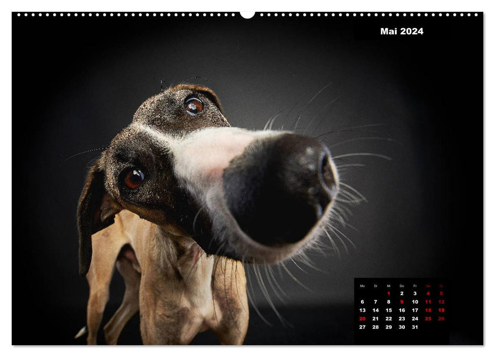 The voice of the greyhounds (CALVENDO wall calendar 2024) 