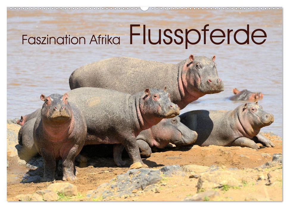 Fascination Afrique : Hippopotames (Calendrier mural CALVENDO 2024) 