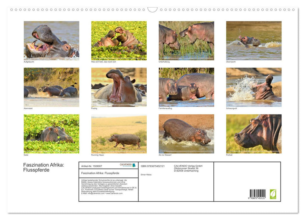 Fascination Africa: Hippos (CALVENDO wall calendar 2024) 