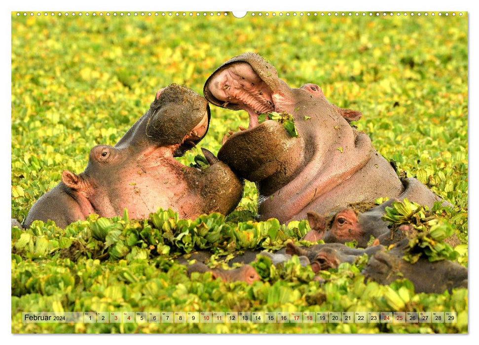 Fascination Africa: Hippos (CALVENDO wall calendar 2024) 