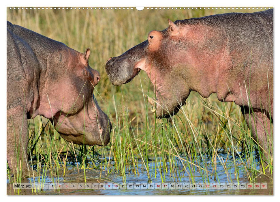 Fascination Afrique : Hippopotames (Calendrier mural CALVENDO 2024) 