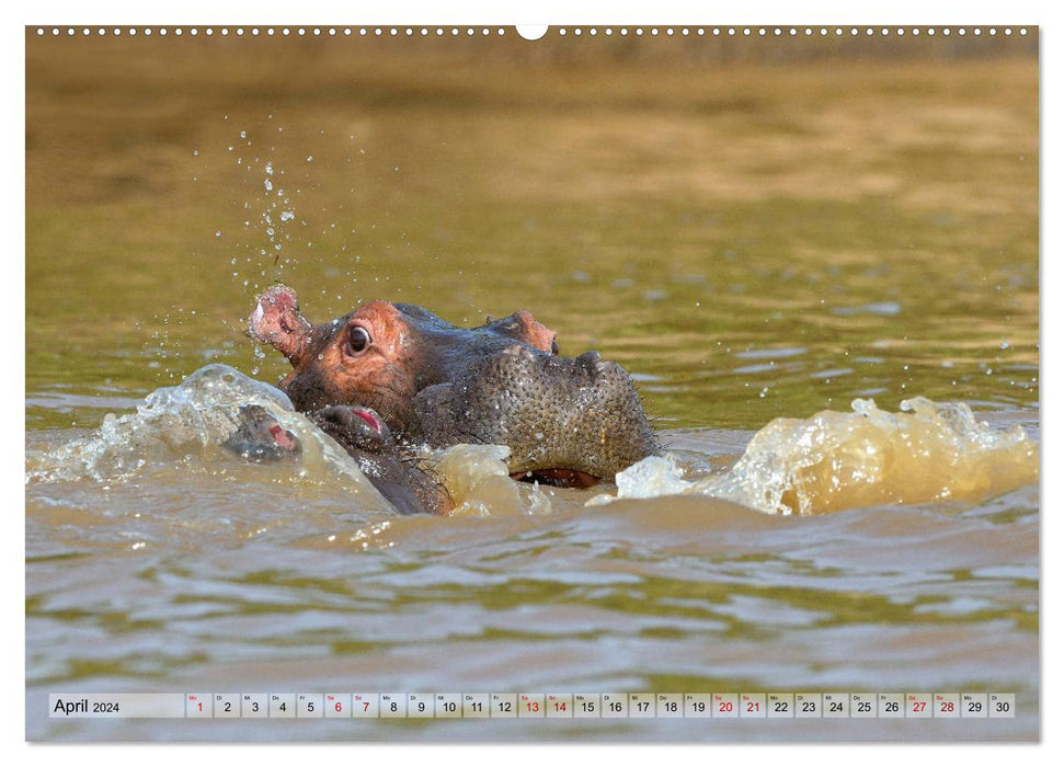 Fascination Africa: Hippos (CALVENDO wall calendar 2024) 