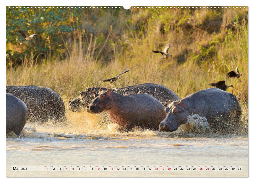 Fascination Afrique : Hippopotames (Calendrier mural CALVENDO 2024) 