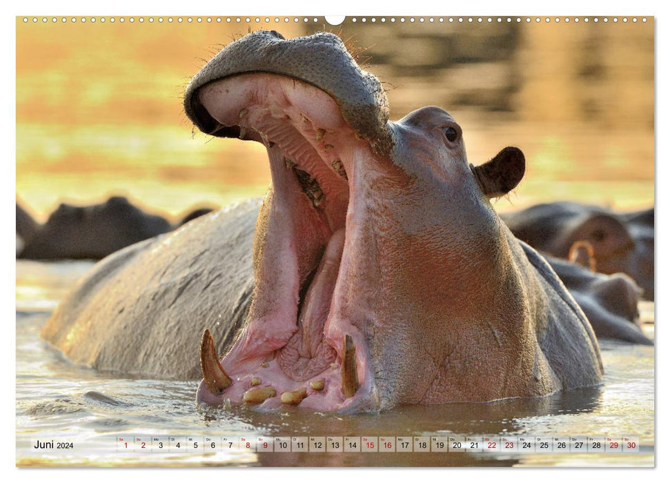 Fascination Afrique : Hippopotames (Calendrier mural CALVENDO 2024) 