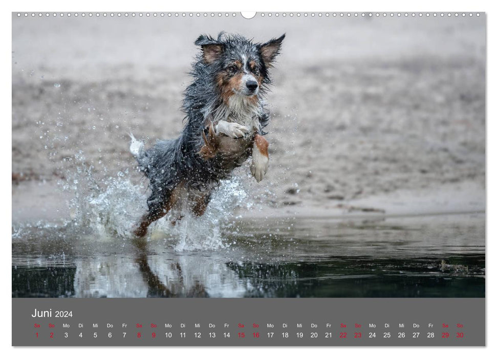 Australian Shepherd - diversity in one breed (CALVENDO wall calendar 2024) 