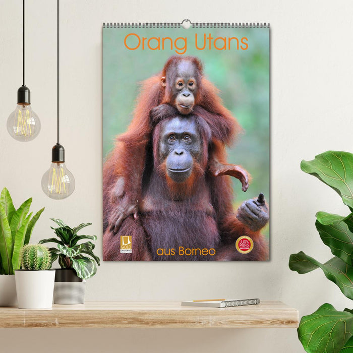 Orangutans from Borneo (CALVENDO wall calendar 2024) 