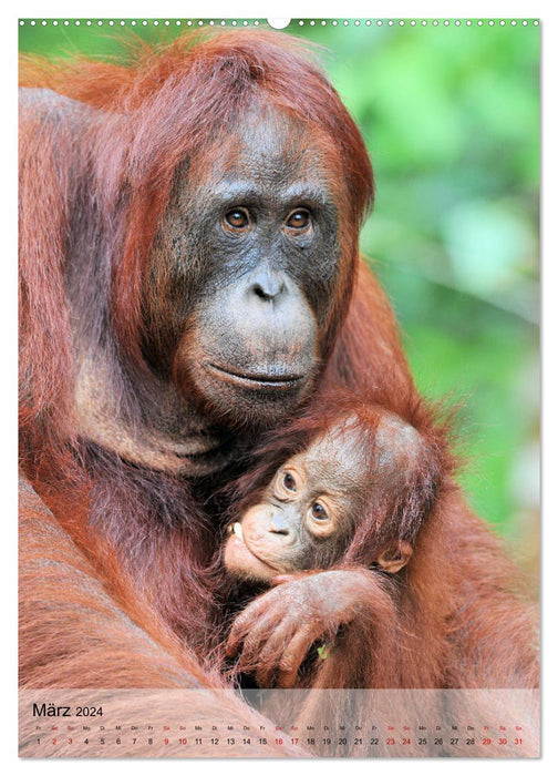 Orang Utans aus Borneo (CALVENDO Wandkalender 2024)