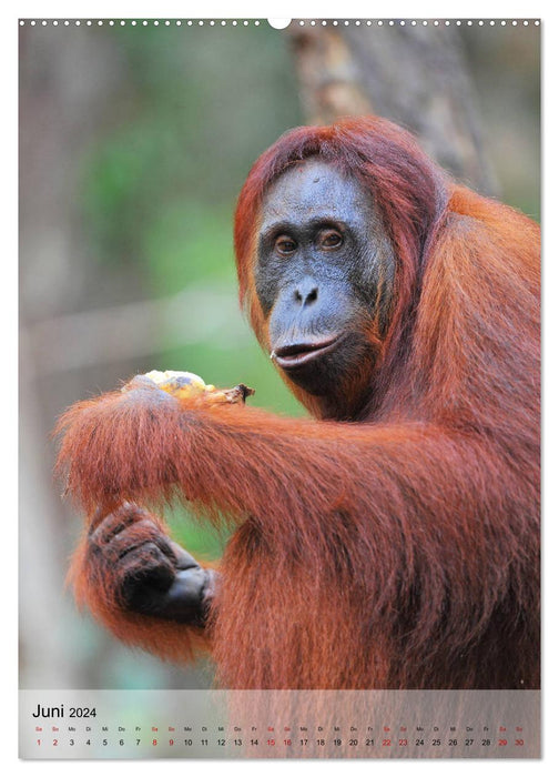 Orang Utans aus Borneo (CALVENDO Wandkalender 2024)