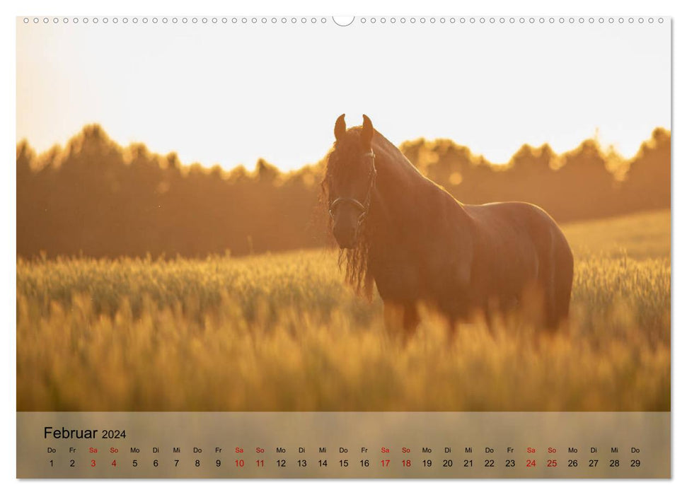 Pferdezauber 2024 (CALVENDO Premium Wandkalender 2024)