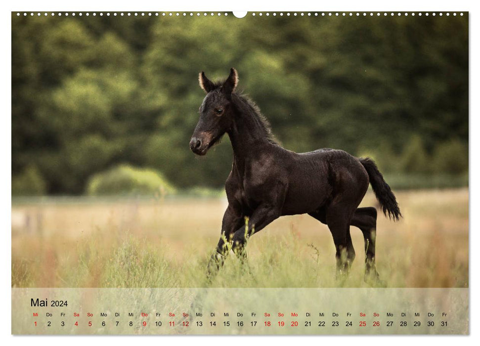 Pferdezauber 2024 (CALVENDO Premium Wandkalender 2024)