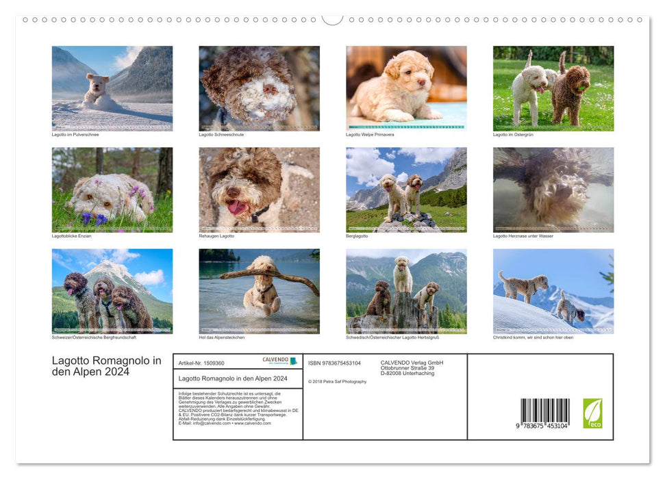 Lagotto Romagnolo in den Alpen 2024 (CALVENDO Premium Wandkalender 2024)