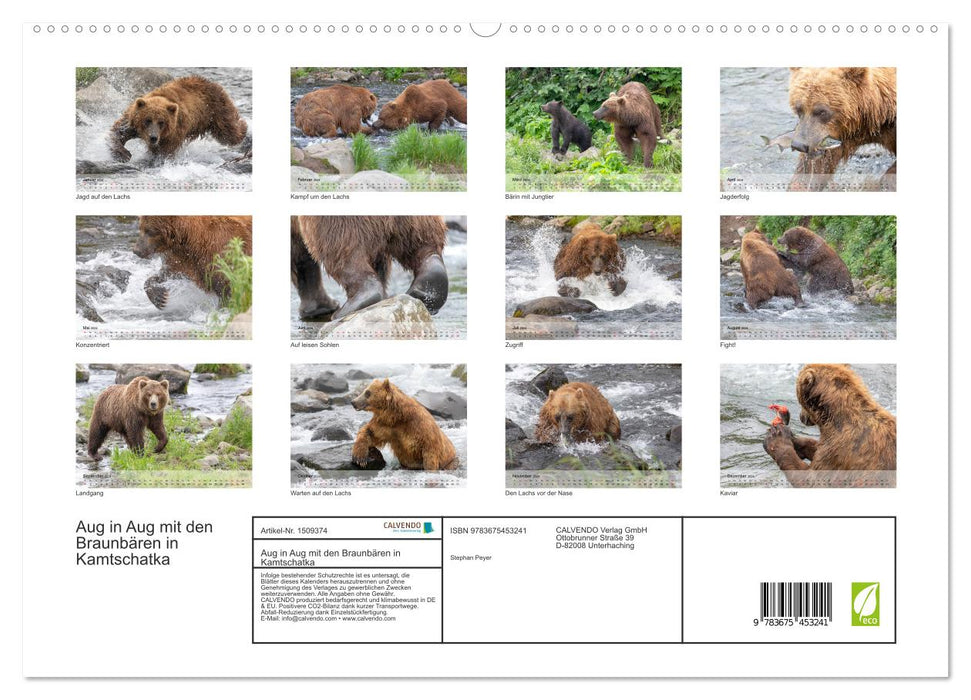 Aug in Aug mit den Braunbären in Kamtschatka (CALVENDO Premium Wandkalender 2024)