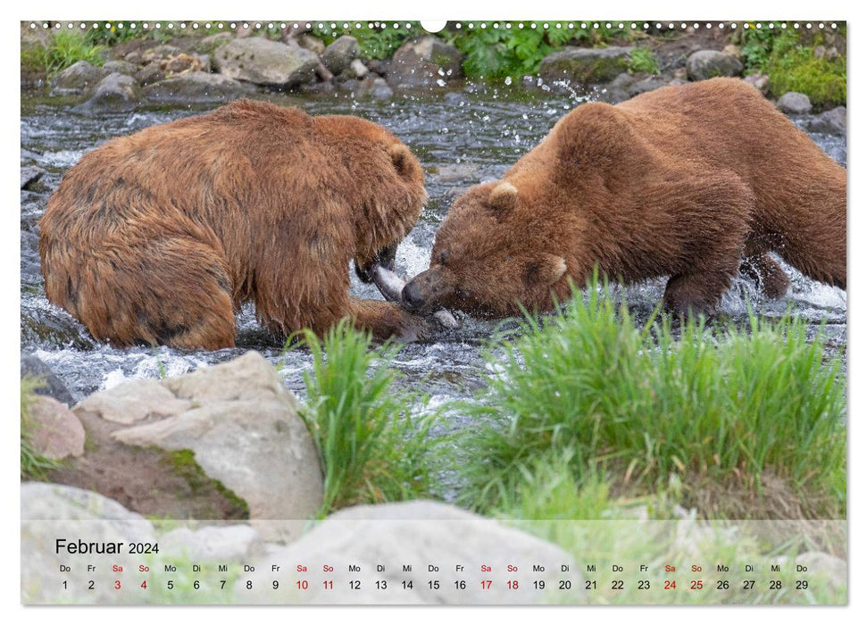 Aug in Aug mit den Braunbären in Kamtschatka (CALVENDO Premium Wandkalender 2024)