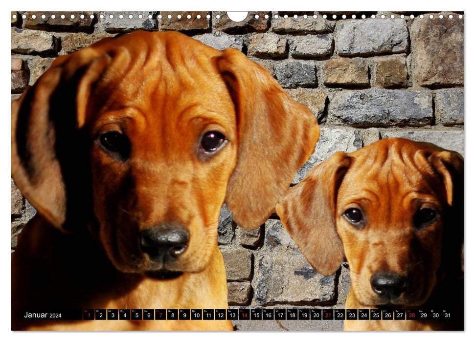 Rhodesian Ridgeback eye looks (CALVENDO wall calendar 2024) 