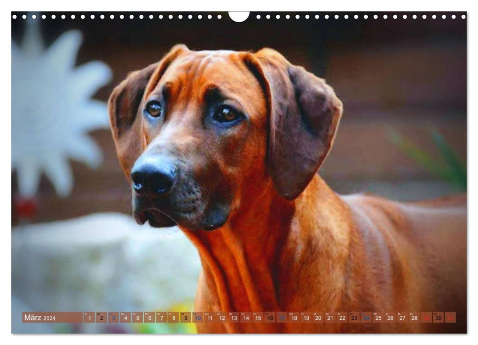 Rhodesian Ridgeback Augen-Blicke (CALVENDO Wandkalender 2024)