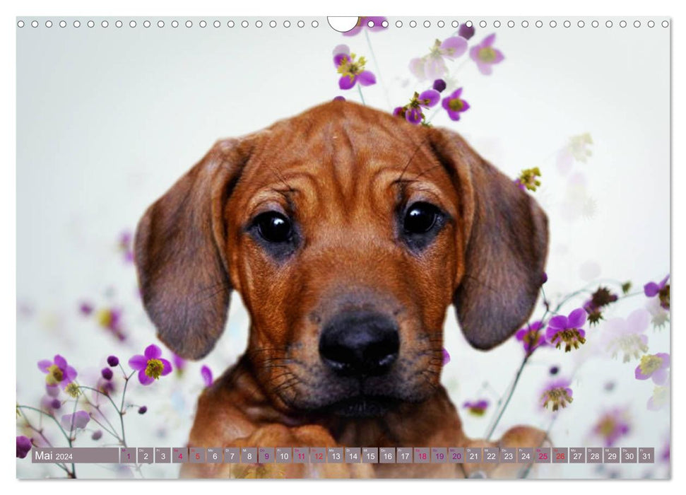 Rhodesian Ridgeback eye looks (CALVENDO wall calendar 2024) 