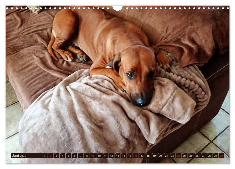 Rhodesian Ridgeback eye looks (CALVENDO wall calendar 2024) 