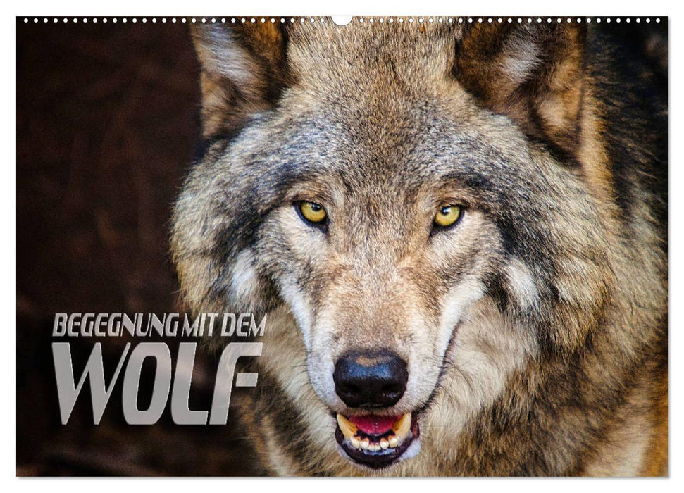 Encounter with the wolf (CALVENDO wall calendar 2024) 